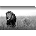 Picture of The Lion King _GroupedProduct_Rectangle_Landscape_Photography _GroupedProduct_Rectangle_Landscape_Unframed_Print_Only_