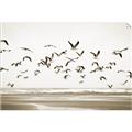 Picture of Seagulls flying on a rainy day _GroupedProduct_Rectangle_Landscape_Photography _GroupedProduct_Rectangle_Landscape_Unframed_Print_Only_