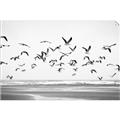 Picture of Seagulls flying on a rainy day _GroupedProduct_Rectangle_Landscape_Photography _GroupedProduct_Rectangle_Landscape_Unframed_Print_Only_