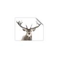 Picture of Deer Antler _GroupedProduct_Rectangle_Landscape_Photography _GroupedProduct_Rectangle_Landscape_Unframed_Print_Only_