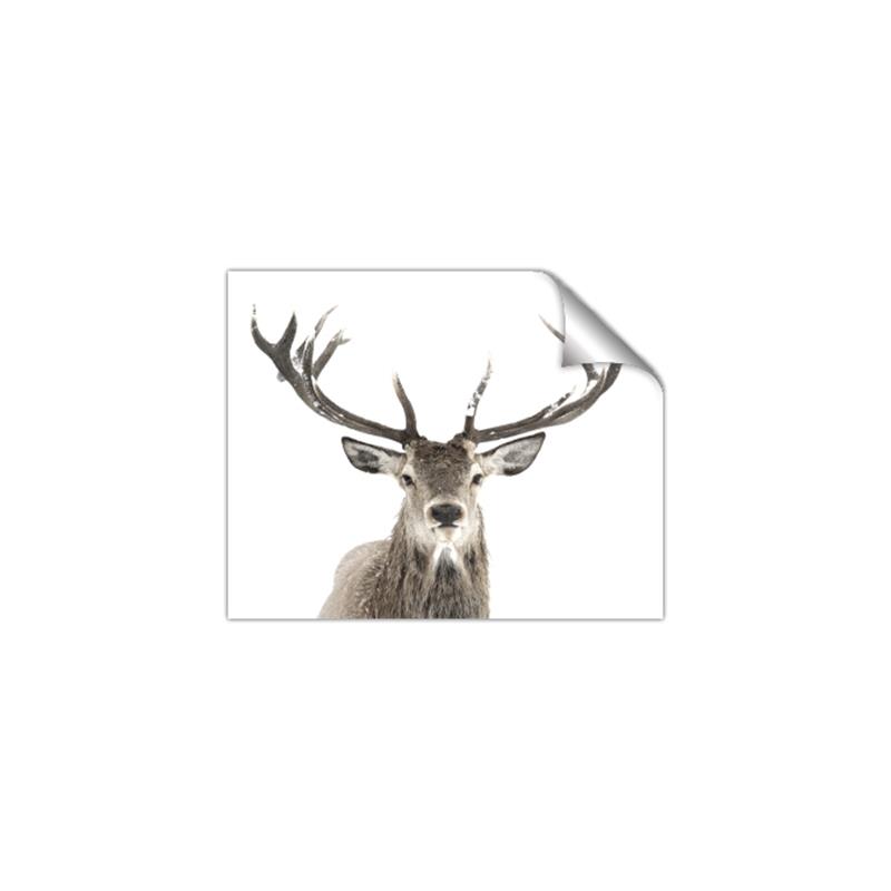 Picture of Deer Antler _GroupedProduct_Rectangle_Landscape_Photography _GroupedProduct_Rectangle_Landscape_Unframed_Print_Only_