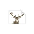 Picture of Deer Antler _GroupedProduct_Rectangle_Landscape_Photography _GroupedProduct_Rectangle_Landscape_Unframed_Print_Only_