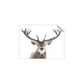Picture of Deer Antler _GroupedProduct_Rectangle_Landscape_Photography _GroupedProduct_Rectangle_Landscape_Unframed_Print_Only_