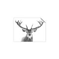 Picture of Deer Antler _GroupedProduct_Rectangle_Landscape_Photography _GroupedProduct_Rectangle_Landscape_Unframed_Print_Only_
