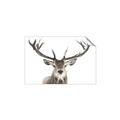 Picture of Deer Antler _GroupedProduct_Rectangle_Landscape_Photography _GroupedProduct_Rectangle_Landscape_Unframed_Print_Only_