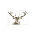Picture of Deer Antler _GroupedProduct_Rectangle_Landscape_Photography _GroupedProduct_Rectangle_Landscape_Unframed_Print_Only_