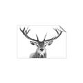 Picture of Deer Antler _GroupedProduct_Rectangle_Landscape_Photography _GroupedProduct_Rectangle_Landscape_Unframed_Print_Only_