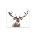 Picture of Deer Antler _GroupedProduct_Rectangle_Landscape_Photography _GroupedProduct_Rectangle_Landscape_Unframed_Print_Only_