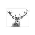 Picture of Deer Antler _GroupedProduct_Rectangle_Landscape_Photography _GroupedProduct_Rectangle_Landscape_Unframed_Print_Only_