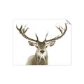 Picture of Deer Antler _GroupedProduct_Rectangle_Landscape_Photography _GroupedProduct_Rectangle_Landscape_Unframed_Print_Only_