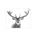 Picture of Deer Antler _GroupedProduct_Rectangle_Landscape_Photography _GroupedProduct_Rectangle_Landscape_Unframed_Print_Only_