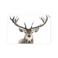 Picture of Deer Antler _GroupedProduct_Rectangle_Landscape_Photography _GroupedProduct_Rectangle_Landscape_Unframed_Print_Only_