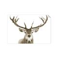 Picture of Deer Antler _GroupedProduct_Rectangle_Landscape_Photography _GroupedProduct_Rectangle_Landscape_Unframed_Print_Only_