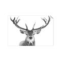 Picture of Deer Antler _GroupedProduct_Rectangle_Landscape_Photography _GroupedProduct_Rectangle_Landscape_Unframed_Print_Only_