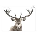 Picture of Deer Antler _GroupedProduct_Rectangle_Landscape_Photography _GroupedProduct_Rectangle_Landscape_Unframed_Print_Only_