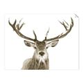 Picture of Deer Antler _GroupedProduct_Rectangle_Landscape_Photography _GroupedProduct_Rectangle_Landscape_Unframed_Print_Only_