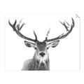 Picture of Deer Antler _GroupedProduct_Rectangle_Landscape_Photography _GroupedProduct_Rectangle_Landscape_Unframed_Print_Only_