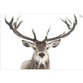 Picture of Deer Antler _GroupedProduct_Rectangle_Landscape_Photography _GroupedProduct_Rectangle_Landscape_Unframed_Print_Only_