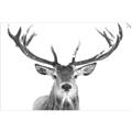 Picture of Deer Antler _GroupedProduct_Rectangle_Landscape_Photography _GroupedProduct_Rectangle_Landscape_Unframed_Print_Only_