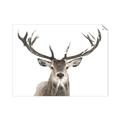 Picture of Deer Antler _GroupedProduct_Rectangle_Landscape_Photography _GroupedProduct_Rectangle_Landscape_Unframed_Print_Only_