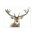 Picture of Deer Antler _GroupedProduct_Rectangle_Landscape_Photography _GroupedProduct_Rectangle_Landscape_Unframed_Print_Only_