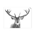 Picture of Deer Antler _GroupedProduct_Rectangle_Landscape_Photography _GroupedProduct_Rectangle_Landscape_Unframed_Print_Only_