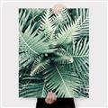 Picture of Green Ferns _GroupedProduct_Rectangle_Portrait_Photography _GroupedProduct_Rectangle_Portrait_Canvas_