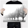 Picture of Lined Up Trees _GroupedProduct_Rectangle_Landscape_Photography _GroupedProduct_Rectangle_Landscape_Canvas_
