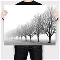 Picture of Lined Up Trees _GroupedProduct_Rectangle_Landscape_Photography _GroupedProduct_Rectangle_Landscape_Canvas_