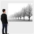 Picture of Lined Up Trees _GroupedProduct_Rectangle_Landscape_Photography _GroupedProduct_Rectangle_Landscape_Canvas_