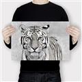 Picture of Big Tiger _GroupedProduct_Rectangle_Landscape_Photography _GroupedProduct_Rectangle_Landscape_Canvas_