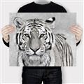 Picture of Big Tiger _GroupedProduct_Rectangle_Landscape_Photography _GroupedProduct_Rectangle_Landscape_Canvas_