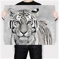 Picture of Big Tiger _GroupedProduct_Rectangle_Landscape_Photography _GroupedProduct_Rectangle_Landscape_Canvas_