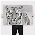 Picture of Big Tiger _GroupedProduct_Rectangle_Landscape_Photography _GroupedProduct_Rectangle_Landscape_Canvas_