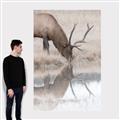 Picture of Elk in the Wild _GroupedProduct_Rectangle_Portrait_Photography _GroupedProduct_Rectangle_Portrait_Canvas_
