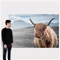 Picture of Furry highland cow _GroupedProduct_Rectangle_Landscape_Photography _GroupedProduct_Rectangle_Landscape_Canvas_