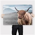 Picture of Furry highland cow _GroupedProduct_Rectangle_Landscape_Photography _GroupedProduct_Rectangle_Landscape_Canvas_