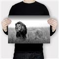 Picture of The Lion King _GroupedProduct_Rectangle_Landscape_Photography _GroupedProduct_Rectangle_Landscape_Canvas_