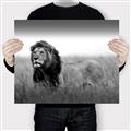 Picture of The Lion King _GroupedProduct_Rectangle_Landscape_Photography _GroupedProduct_Rectangle_Landscape_Canvas_