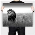 Picture of The Lion King _GroupedProduct_Rectangle_Landscape_Photography _GroupedProduct_Rectangle_Landscape_Canvas_