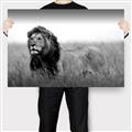 Picture of The Lion King _GroupedProduct_Rectangle_Landscape_Photography _GroupedProduct_Rectangle_Landscape_Canvas_