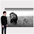 Picture of The Lion King _GroupedProduct_Rectangle_Landscape_Photography _GroupedProduct_Rectangle_Landscape_Canvas_