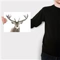 Picture of Deer Antler _GroupedProduct_Rectangle_Landscape_Photography _GroupedProduct_Rectangle_Landscape_Canvas_