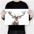 Picture of Deer Antler _GroupedProduct_Rectangle_Landscape_Photography _GroupedProduct_Rectangle_Landscape_Canvas_