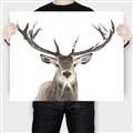 Picture of Deer Antler _GroupedProduct_Rectangle_Landscape_Photography _GroupedProduct_Rectangle_Landscape_Canvas_