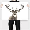 Picture of Deer Antler _GroupedProduct_Rectangle_Landscape_Photography _GroupedProduct_Rectangle_Landscape_Canvas_