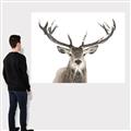 Picture of Deer Antler _GroupedProduct_Rectangle_Landscape_Photography _GroupedProduct_Rectangle_Landscape_Canvas_