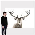 Picture of Deer Antler _GroupedProduct_Rectangle_Landscape_Photography _GroupedProduct_Rectangle_Landscape_Canvas_