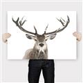 Picture of Deer Antler _GroupedProduct_Rectangle_Landscape_Photography _GroupedProduct_Rectangle_Landscape_Canvas_