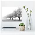 Picture of Lined Up Trees _GroupedProduct_Rectangle_Landscape_Photography _GroupedProduct_Rectangle_Landscape_Canvas_